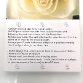 Cream Rose Folding Card x 25