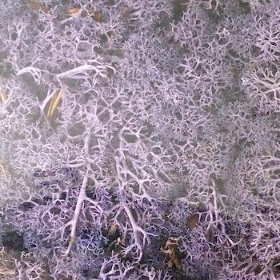 Lavender Reindeer Moss