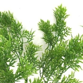 Green Conifer Bush 33cm