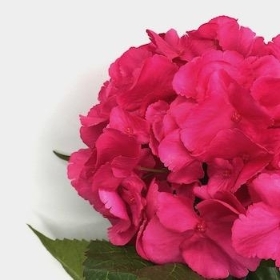 Dark Pink Hydrangea 63cm