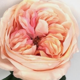 Peach Pink Garden Rose 53cm