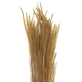 Dried Natural Ouro Grass 80cm