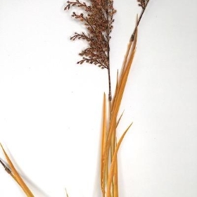 Orange Pampas Spray 130cm