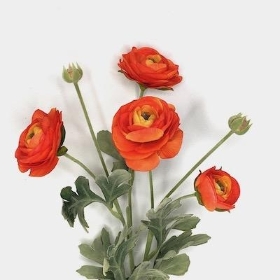 Orange Ranunculus 64cm