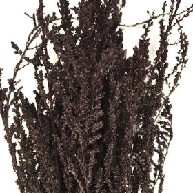 Dried Brown Solidago 55cm