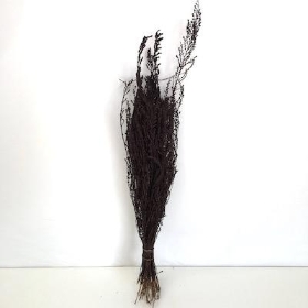 Dried Brown Solidago 55cm