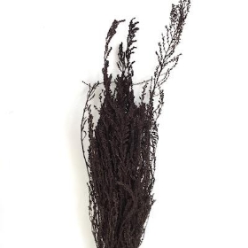 Dried Brown Solidago 55cm