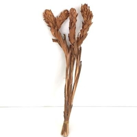 Dried Gingers 50cm