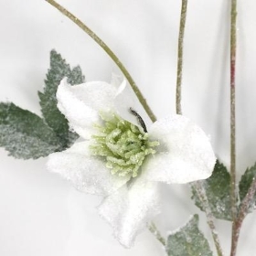 White Snowy Hellebore 75cm