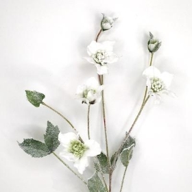 White Snowy Hellebore 75cm