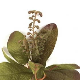 Green Brown Ficus Spray 37cm