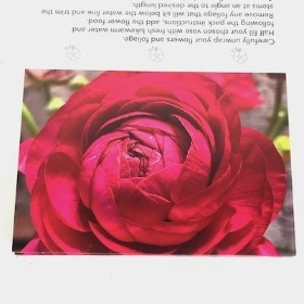 Deep Pink Rose Folding Card x 25