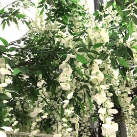 Ivory Wisteria Canopy Tree 320cm