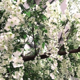 Ivory Wisteria Canopy Tree 320cm