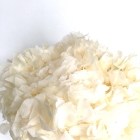 Bleached Hydrangea Bundle 35cm