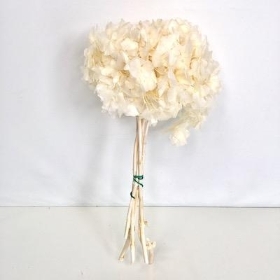 Bleached Hydrangea Bundle 35cm