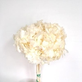 Bleached Hydrangea Bundle 35cm