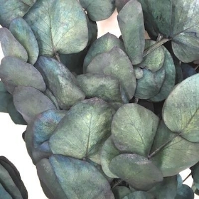 Dried Vintage Blue Eucalyptus 60cm