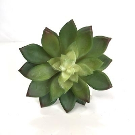 Artificial Green Stonecrop Succulent 11cm