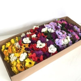 48 x Assorted Anemone Bush 28cm