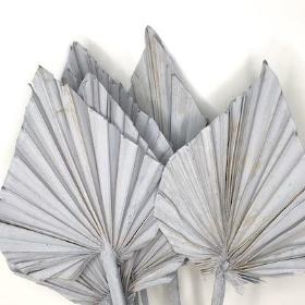 Dried Grey Misty Palm Spear 50cm x 10