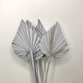 Dried Grey Misty Palm Spear 50cm x 10