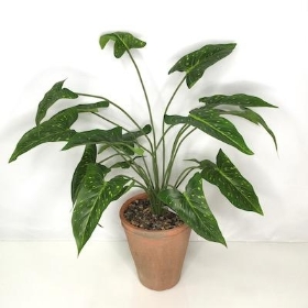 Syngonium Plant In Terracotta Pot 45cm