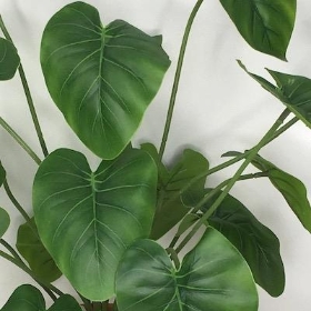 Philodendron Plant In Terracotta Pot 45cm