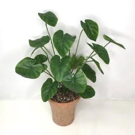 Philodendron Plant In Terracotta Pot 45cm