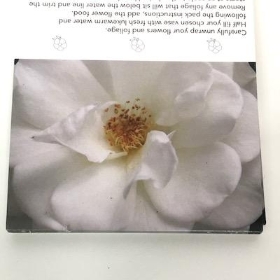 White Rose Folding Card x 25