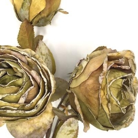 Green Dried Rose Spray 54cm