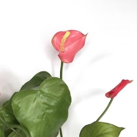 Pink Mini Anthurium Bundle 39cm