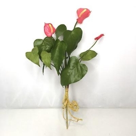 Pink Mini Anthurium Bundle 39cm