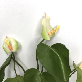 Green Mini Anthurium Bundle 39cm