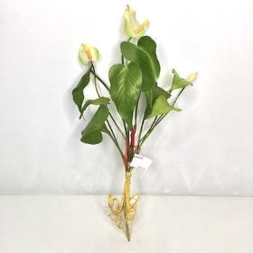 Green Mini Anthurium Bundle 39cm