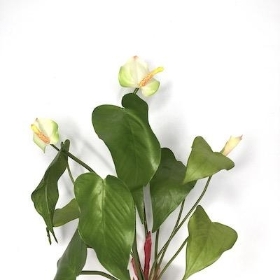 Green Mini Anthurium Bundle 39cm