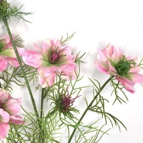 Pink Nigella 63cm