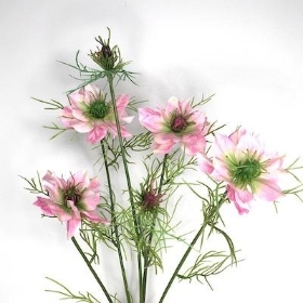 Pink Nigella 63cm