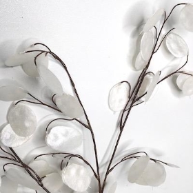 White Honesty 72cm