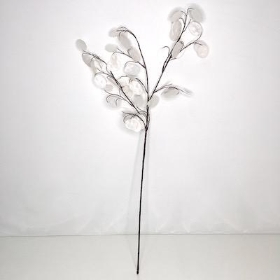 White Honesty 72cm