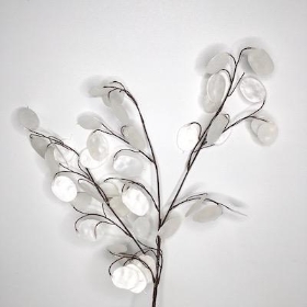 White Honesty 72cm