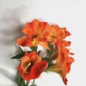 Orange Alstro 72cm