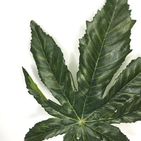 Green Aralia Leaf 48cm