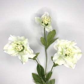 Ivory Hellebore 52cm