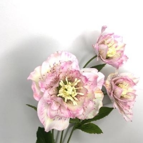 Pale Pink Hellebore 52cm