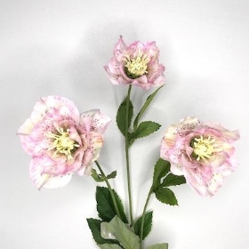 Pale Pink Hellebore 52cm