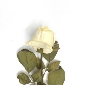 Ivory Vintage Rose 65cm