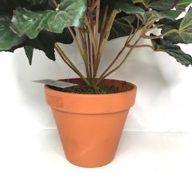 Pink Begonia Plant In Terracotta Pot 45cm