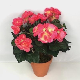 Pink Begonia Plant In Terracotta Pot 45cm