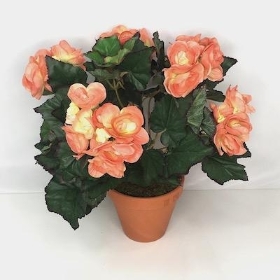 Peach Begonia Plant In Terracotta Pot 45cm